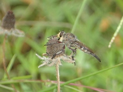 Fly