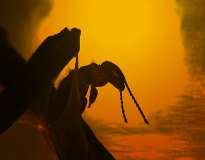 Webspinner
