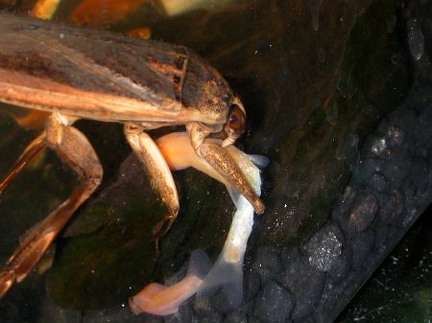 Lethocerus griseus, the Eastern Toe Biter