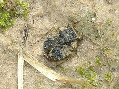 Toad Bug