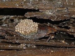 Toe Biter with eggs