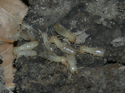 Termite