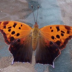 Lepidoptera