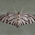 Zebra moth