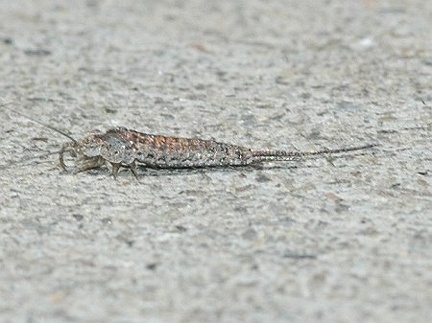 Jumping bristletail