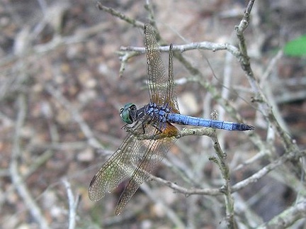 Dragonfly