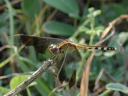 Dragonfly