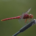 D70_2807 dragonfly.jpg