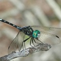 D70_3468 dragonfly.jpg
