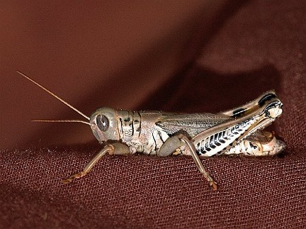 Short-horned grasshopper