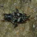 Pygmy mole cricket