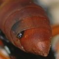 Female Strepsipteran in a wasp