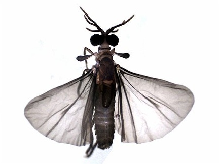 Male Strepsipteran