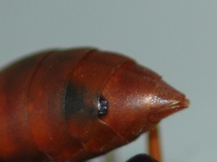 Female Strepsipteran in a wasp