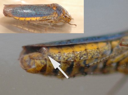 Parasitized Leafhopper