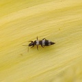 Banded Thrips