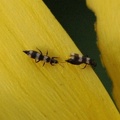Banded thrips