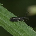 Caddisfly