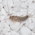 Four-lined silverfish