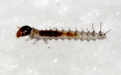 Scorpionfly (Panorpa spp.) Larva