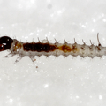 Scorpionfly (Panorpa spp.) Larva