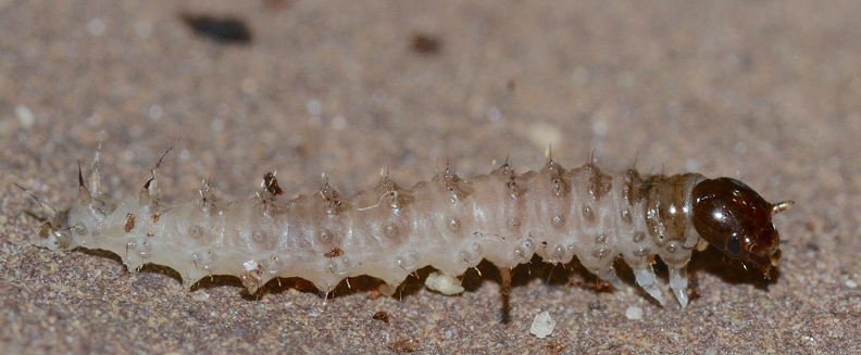 scorpionfly larva