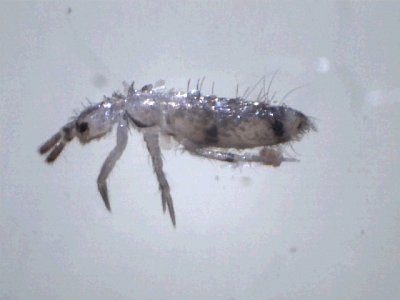 springtail - order Collembola