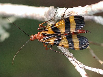 Scorpionfly - Mecoptera.