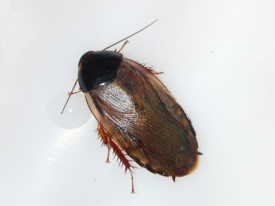 Roach - Blattodea