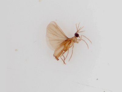 Twisted-wing parasites - Strepsiptera.