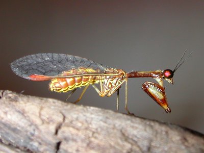 Mantidfly - Neuroptera