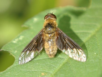 Fly - Diptera