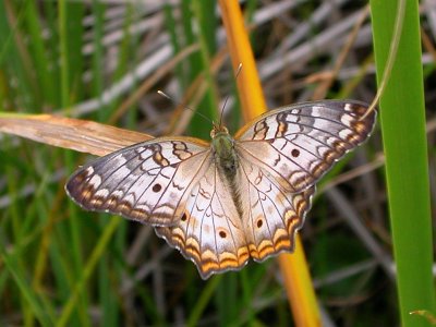 Butterfly - Lepidoptera