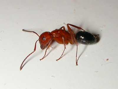 Ant - Hymenoptera