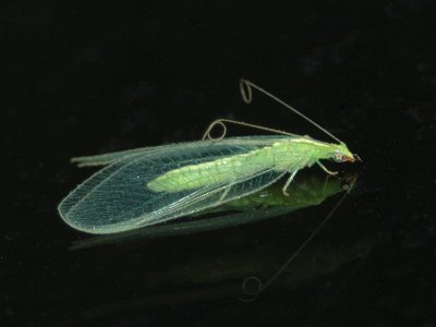 Crisp photo of a Lacewing with a reflection on black glass.