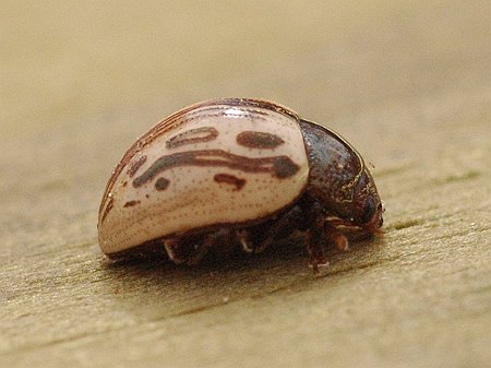 beetle0185.jpg