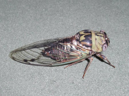 CIMG0645 cicada.jpg