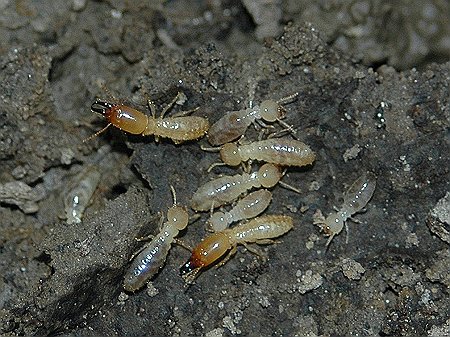 termite0011.jpg
