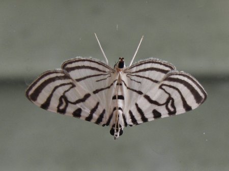 Zebra moth