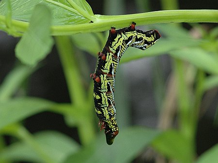 D70_2738 caterpillar.jpg