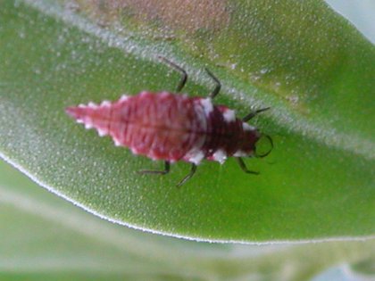 Lacewing