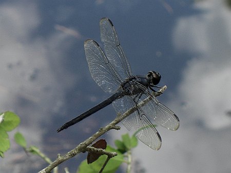 CIMG0985 dragonfly.jpg