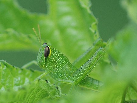 Short-horned grasshopper