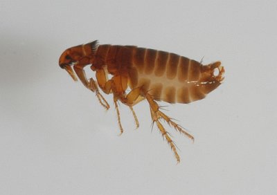 Cat Flea