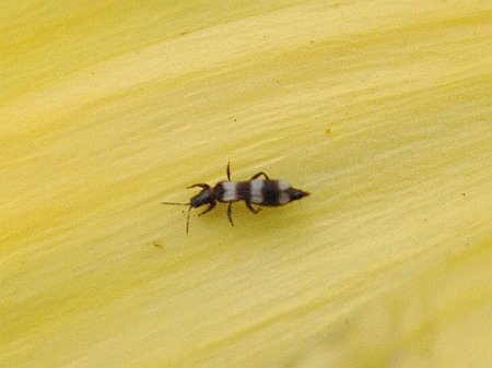 Banded Thrips