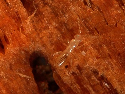 Angel Insect / Zorapteran