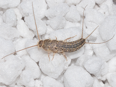 Four-lined silverfish