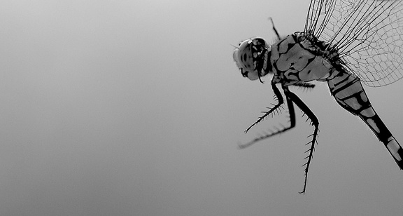 Dynamic Dragonfly