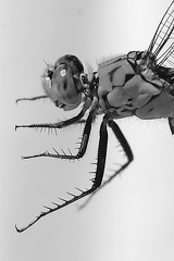 Dragonfly Head