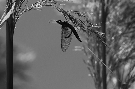 Mayfly Close Up